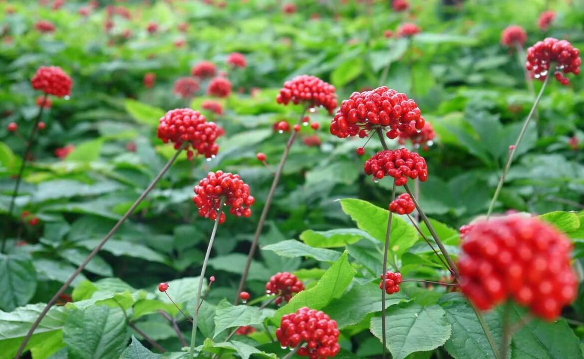 Ginseng će pomoći u uklanjanju upale kod prostatitisa