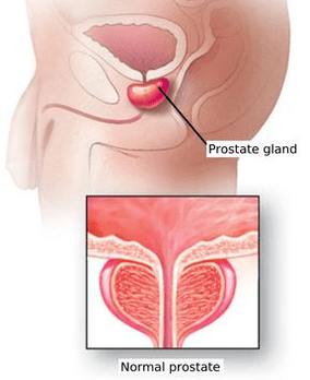 Shema strukture muške prostate